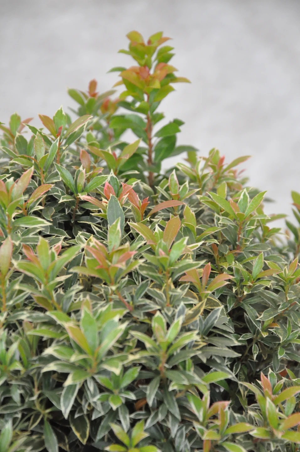 Pieris japonica 'Little Heath' (Pieris japoński 'Little Heath')