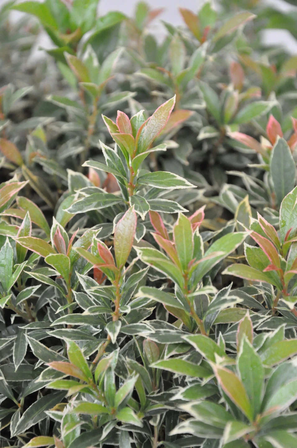 Pieris japonica 'Little Heath' (Pieris japoński 'Little Heath')