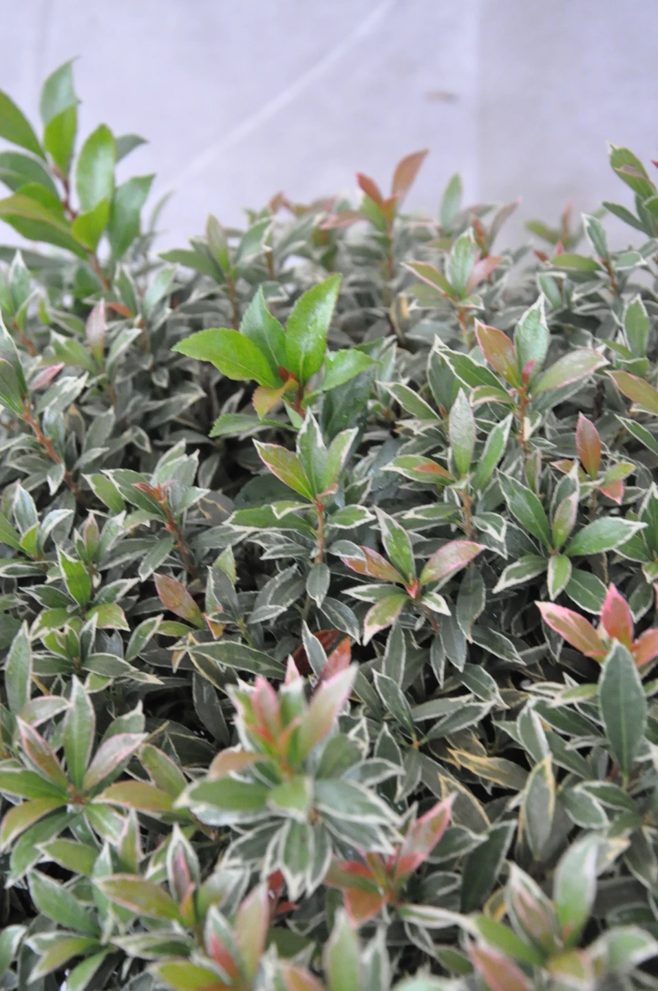 Pieris japonica 'Little Heath' (Pieris japoński 'Little Heath')