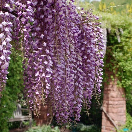 Wisteria chinensis 'Blue Sapphire' ( Glicynia chińska 'Blue Sapphire')