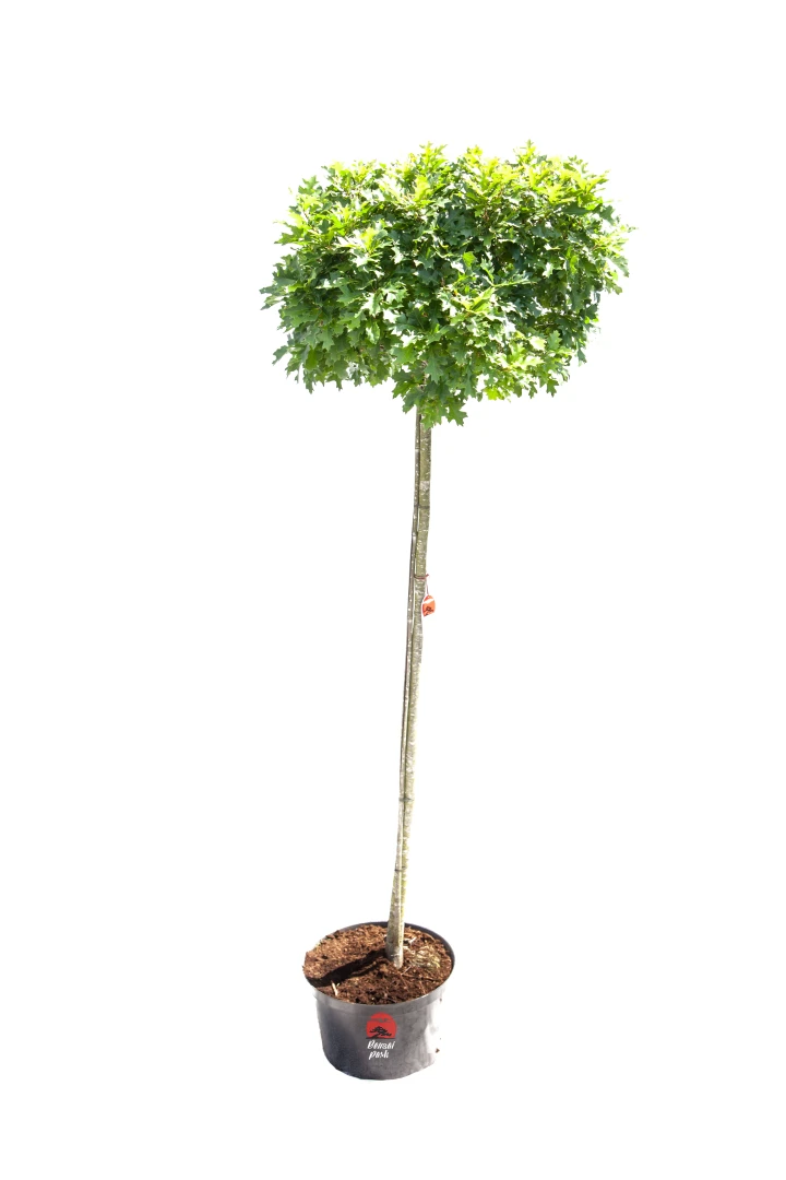 Quercus palustris 'Green Dwarf' (Dąb błotny 'Green Dwarf')