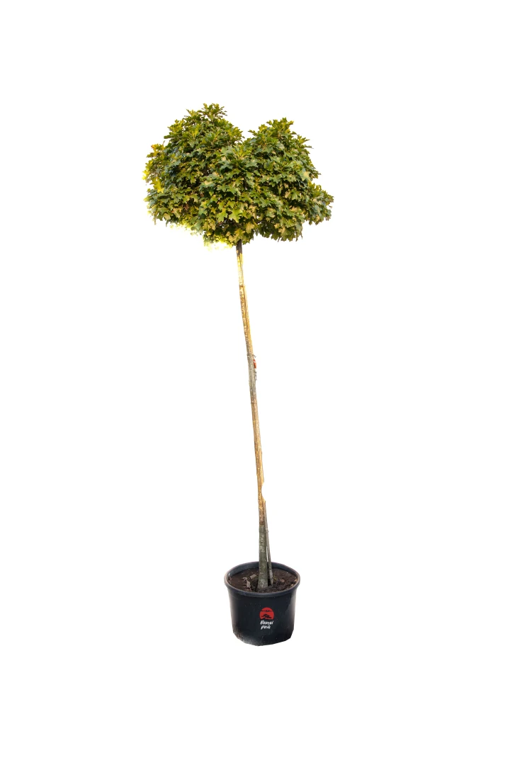 Quercus palustris 'Green Dwarf' (Dąb błotny 'Green Dwarf')