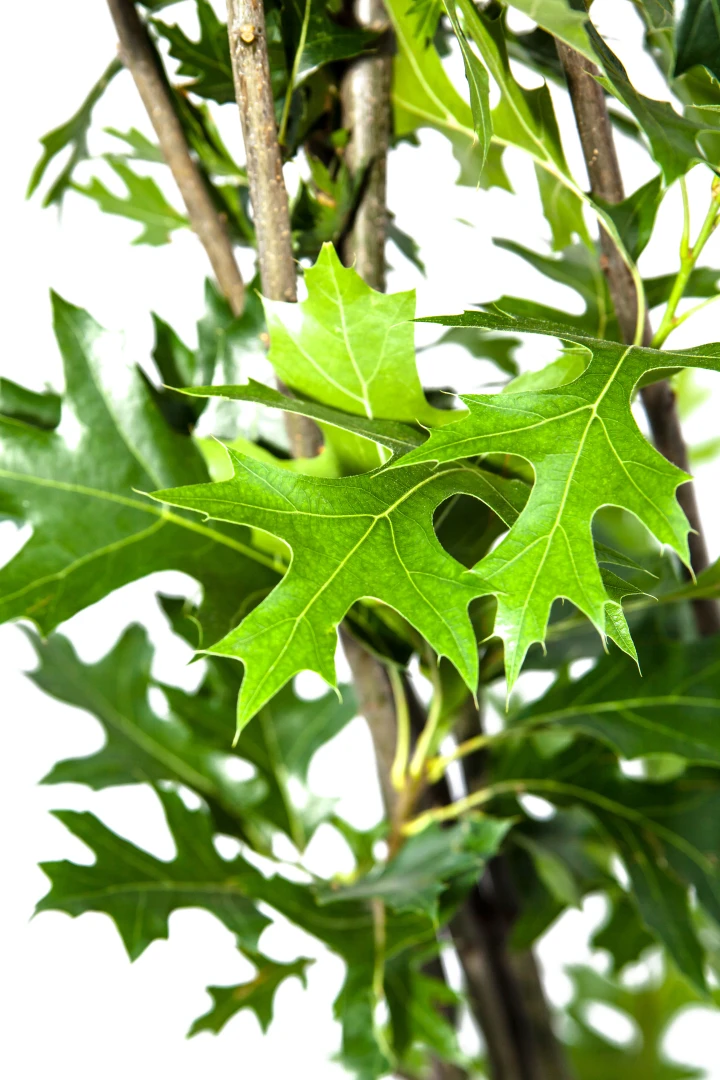 Quercus palustris 'Green Dwarf' (Dąb błotny 'Green Dwarf')