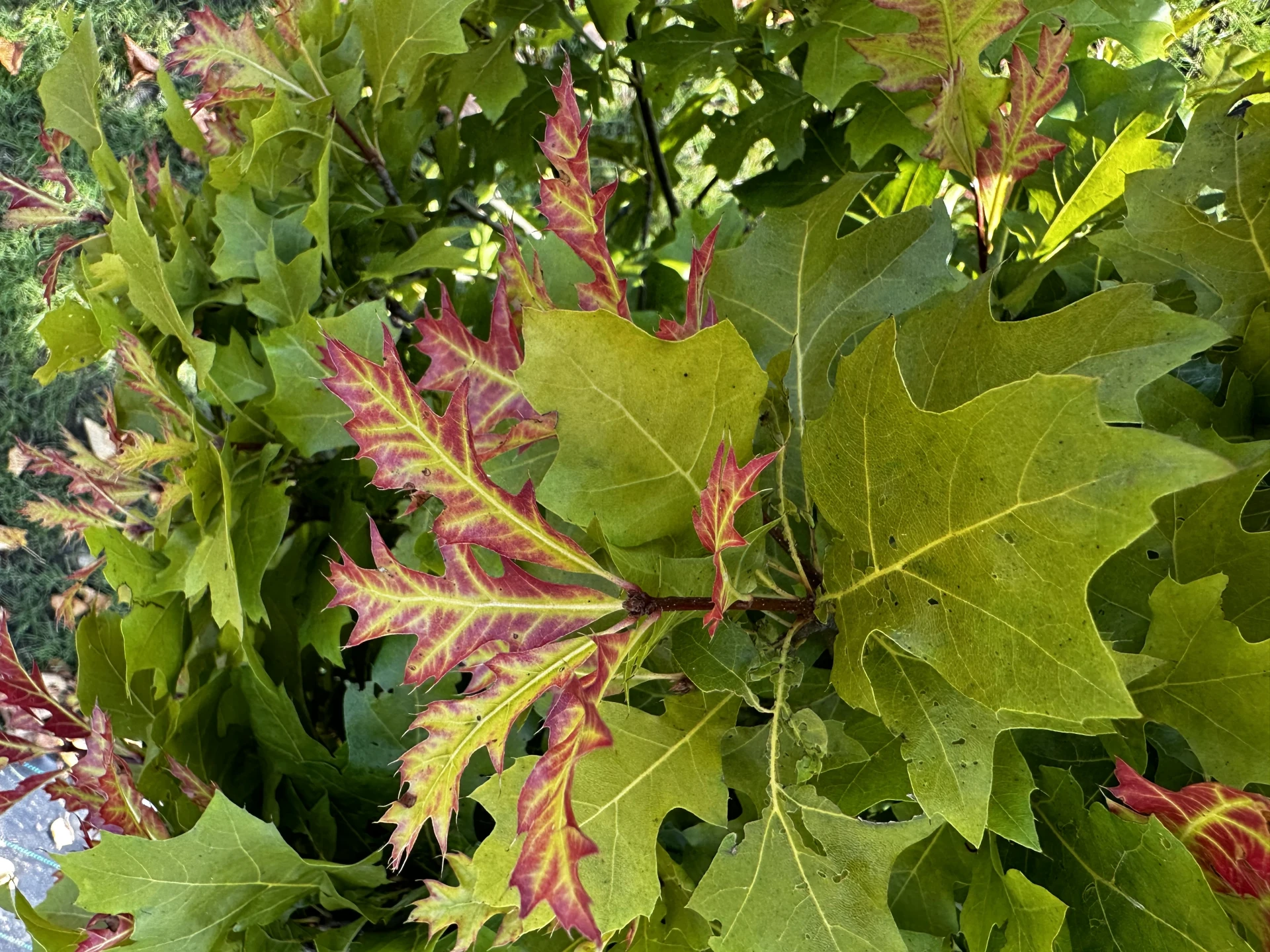 Quercus palustris 'Green Dwarf' (Dąb błotny 'Green Dwarf')