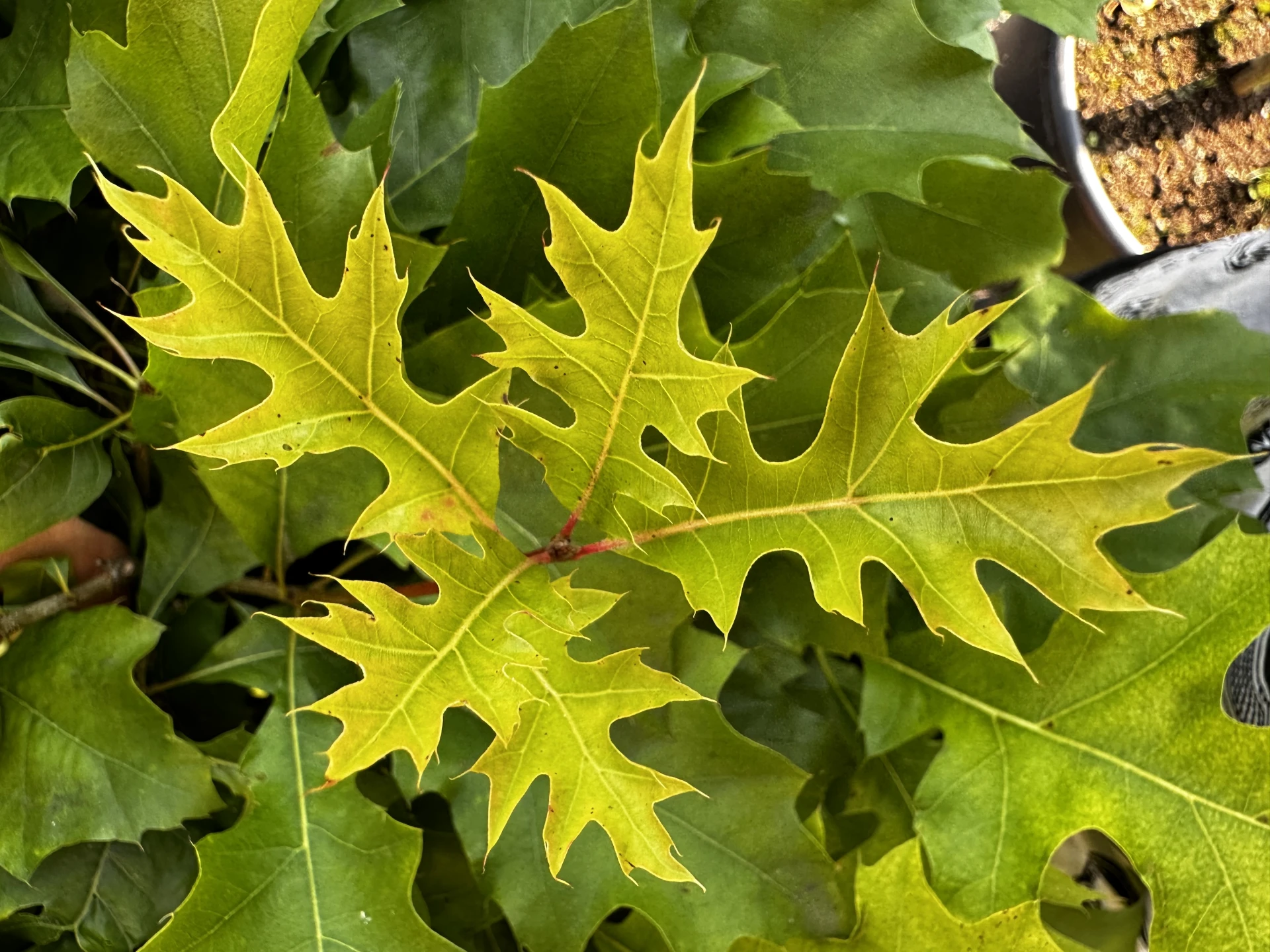 Quercus palustris 'Green Dwarf' (Dąb błotny 'Green Dwarf')