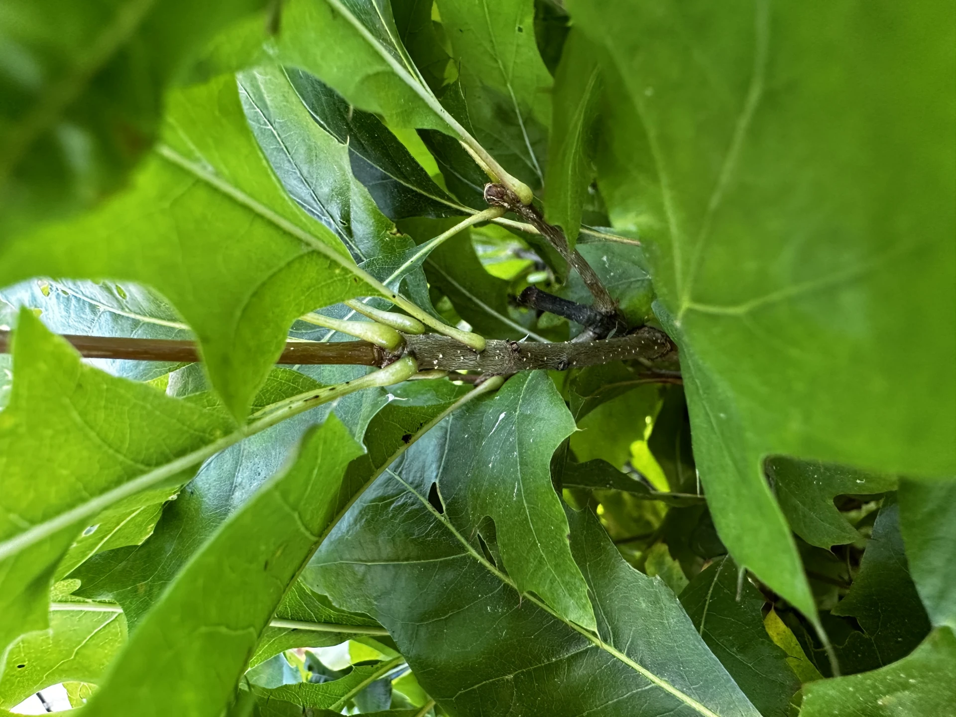 Quercus palustris 'Green Dwarf' (Dąb błotny 'Green Dwarf')