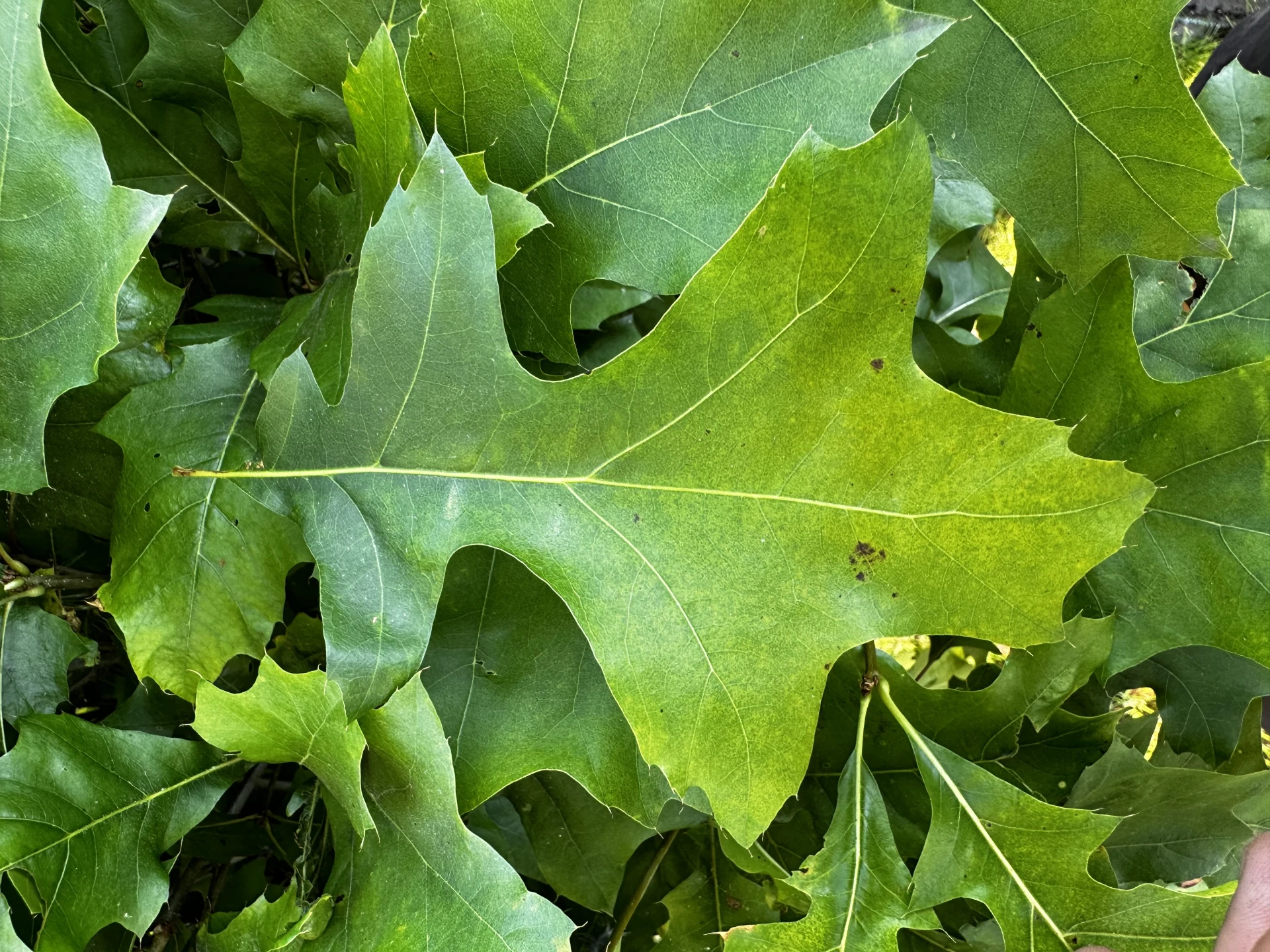 Quercus palustris 'Green Dwarf' (Dąb błotny 'Green Dwarf')