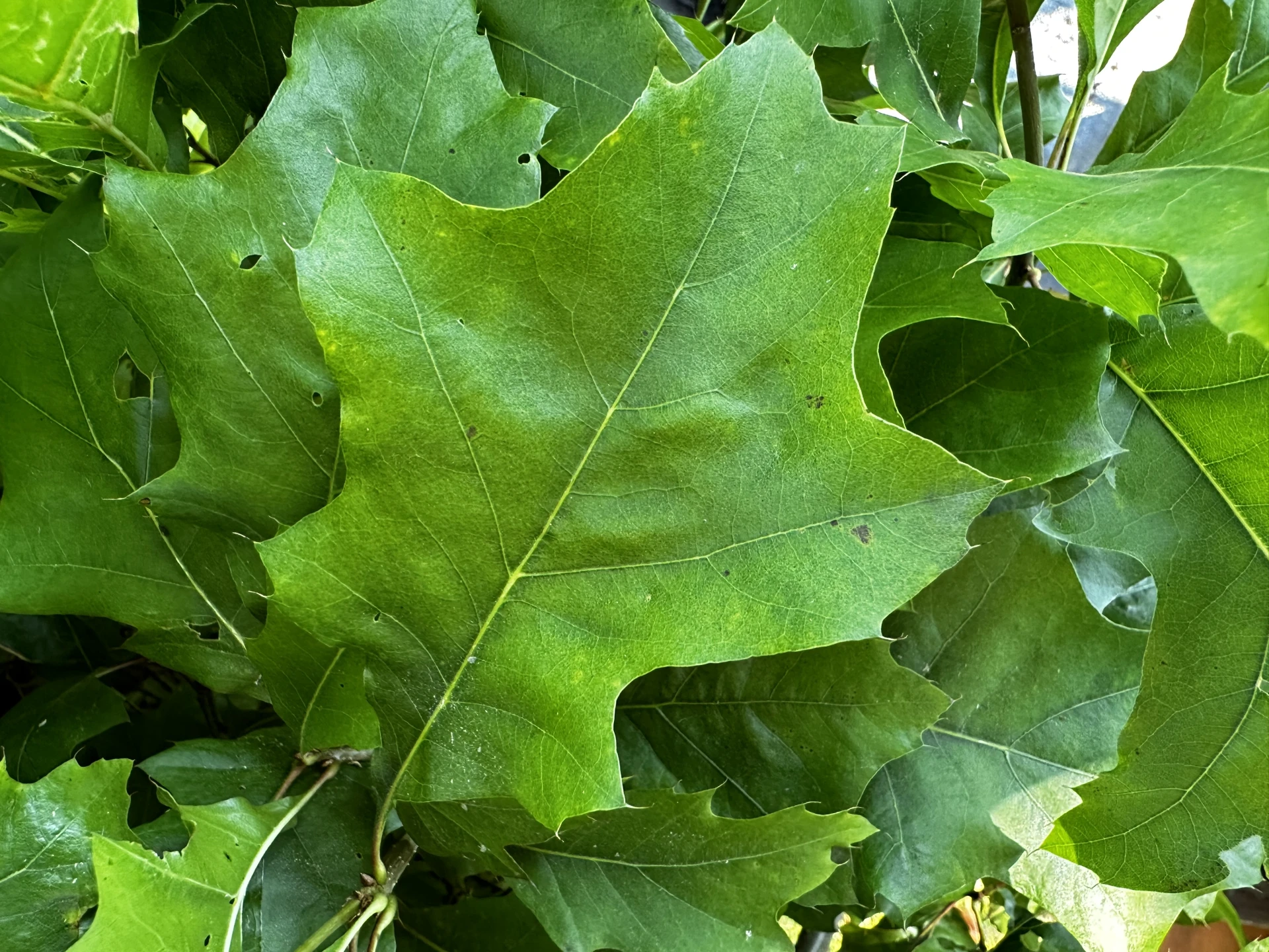 Quercus palustris 'Green Dwarf' (Dąb błotny 'Green Dwarf')