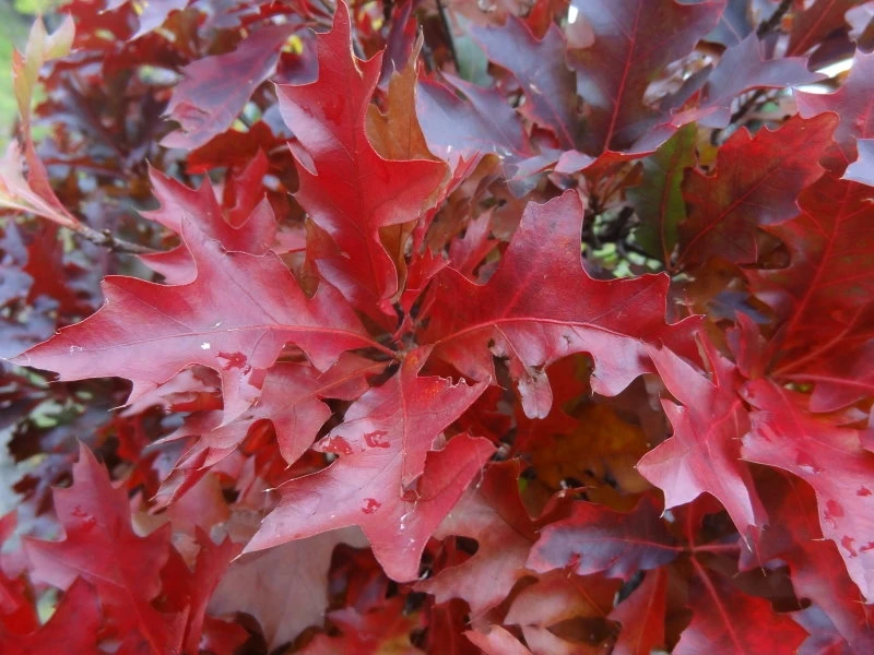 Quercus palustris 'Green Dwarf' (Dąb błotny 'Green Dwarf')