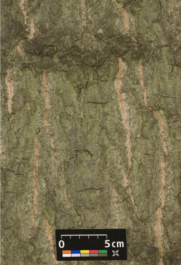 Quercus palustris 'Green Dwarf' (Dąb błotny 'Green Dwarf')