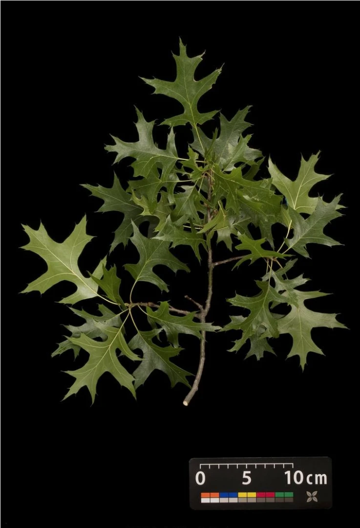 Quercus palustris 'Green Dwarf' (Dąb błotny 'Green Dwarf')