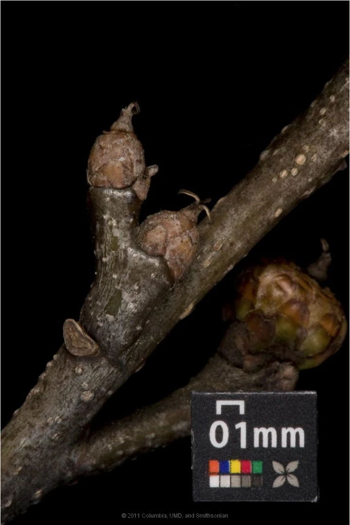 Quercus palustris 'Green Dwarf' (Dąb błotny 'Green Dwarf')