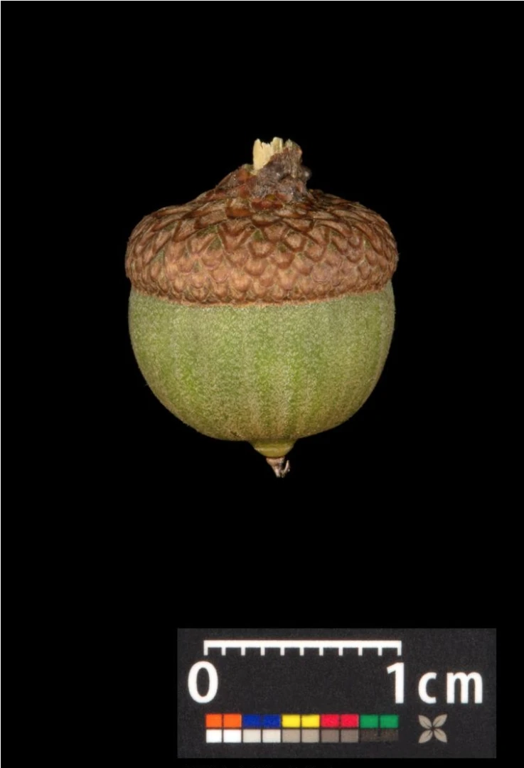Quercus palustris 'Green Dwarf' (Dąb błotny 'Green Dwarf')