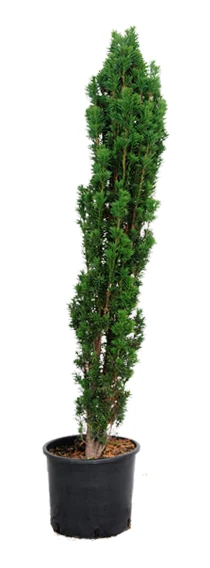 Taxus baccata 'Fastigiata Robusta' (Cis pospolity 'Fastigiata Robusta')