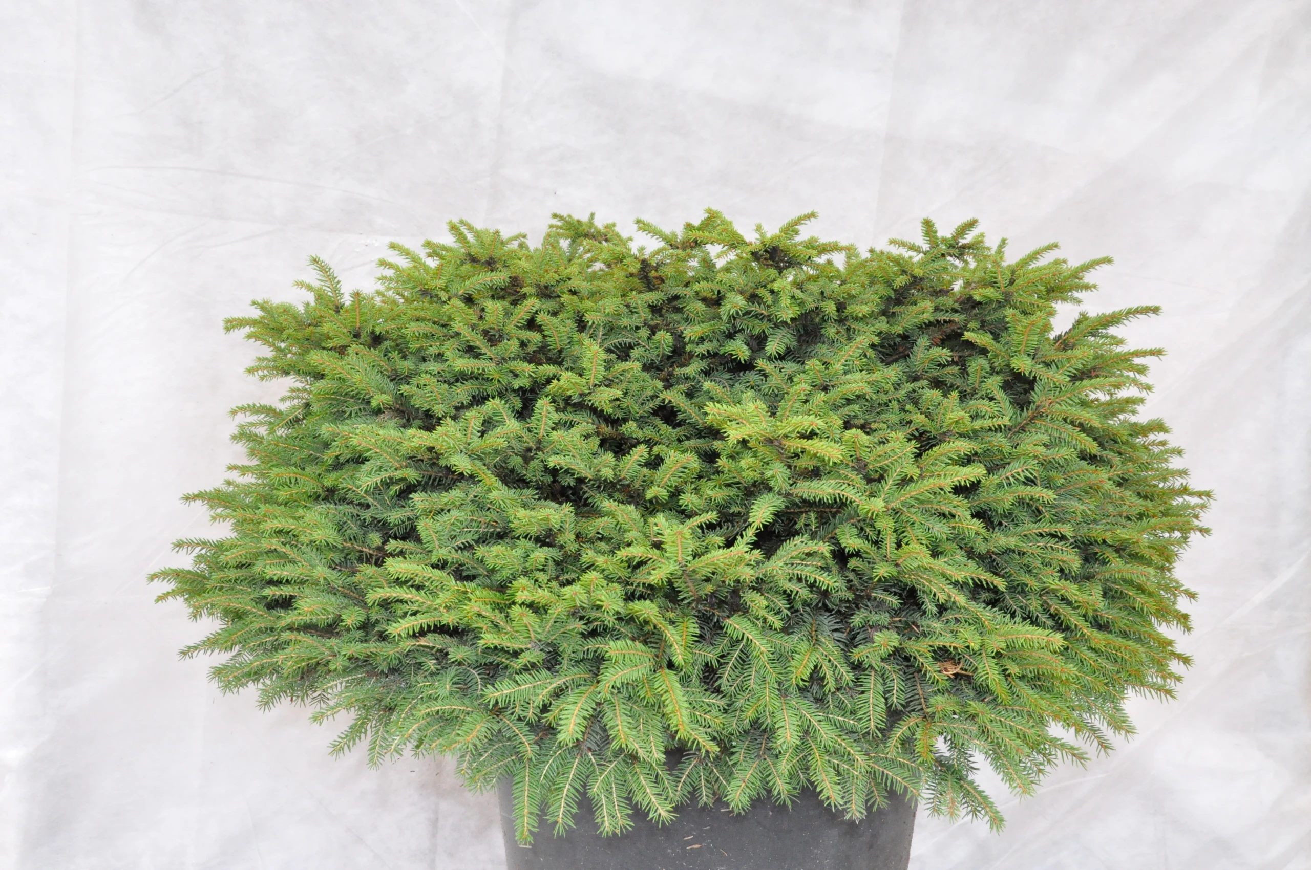Picea abies 'Nidiformis' (Świerk pospolity 'Nidiformis')