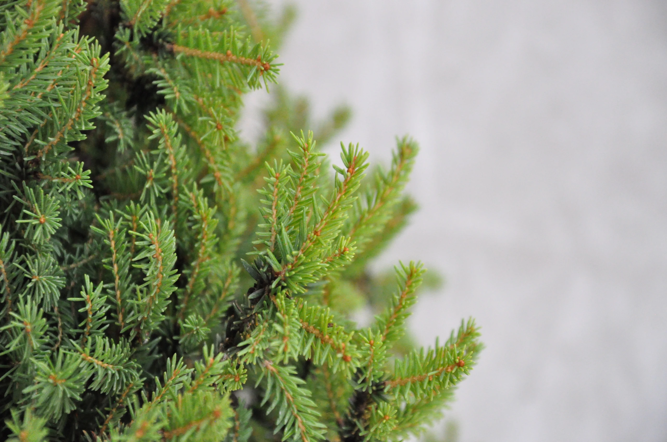 Picea abies 'Nidiformis' (Świerk pospolity 'Nidiformis')