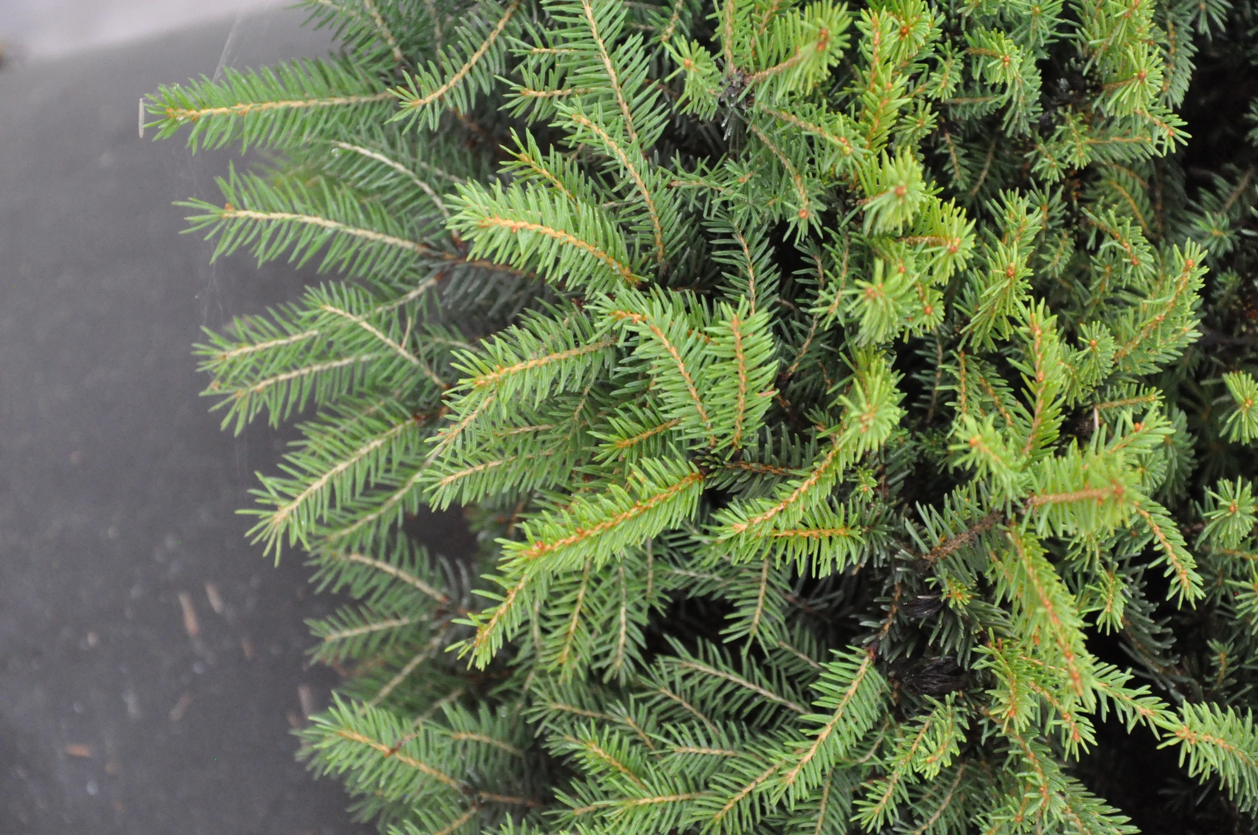 Picea abies 'Nidiformis' (Świerk pospolity 'Nidiformis')