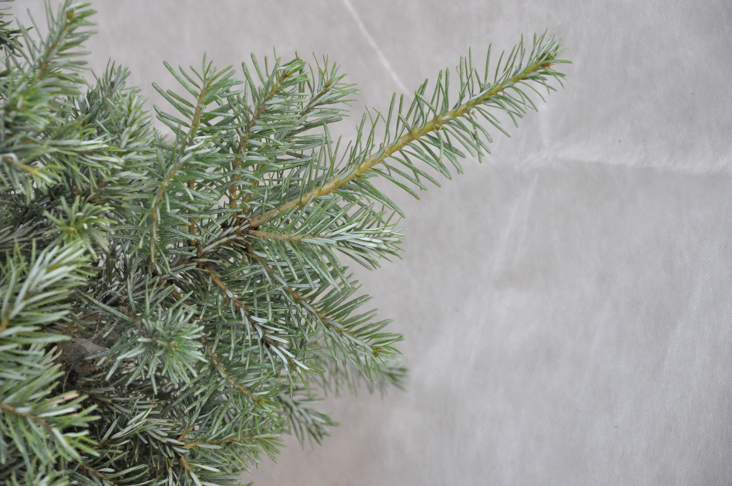 Abies koreana 'Dark Hill' (Jodła koreańska 'Dark Hill')