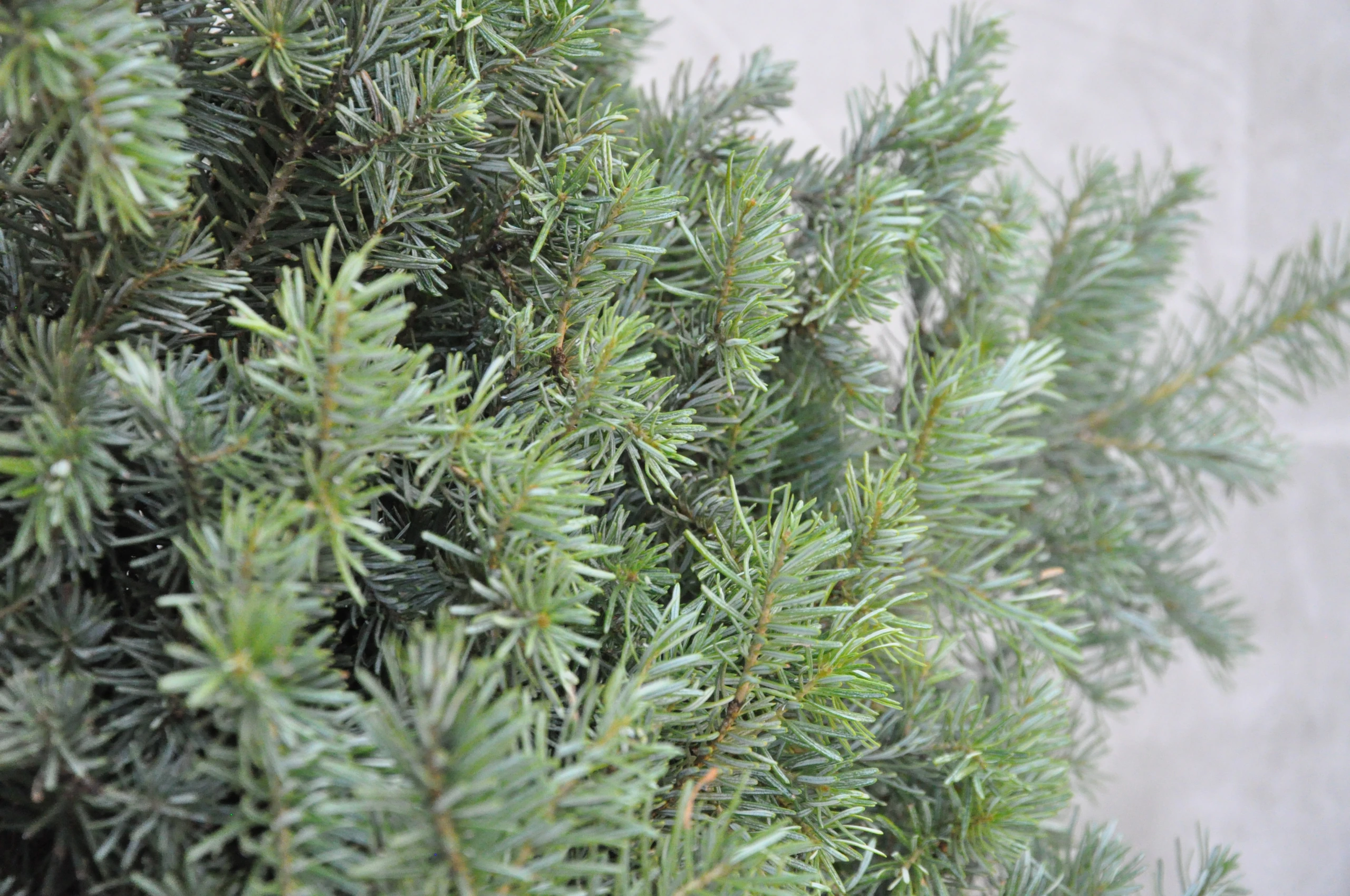 Abies koreana 'Dark Hill' (Jodła koreańska 'Dark Hill')