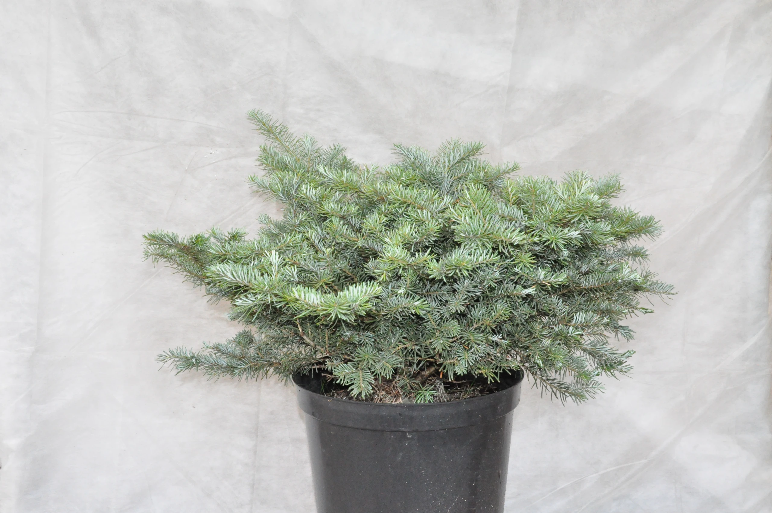 Abies koreana 'Dark Hill' (Jodła koreańska 'Dark Hill')