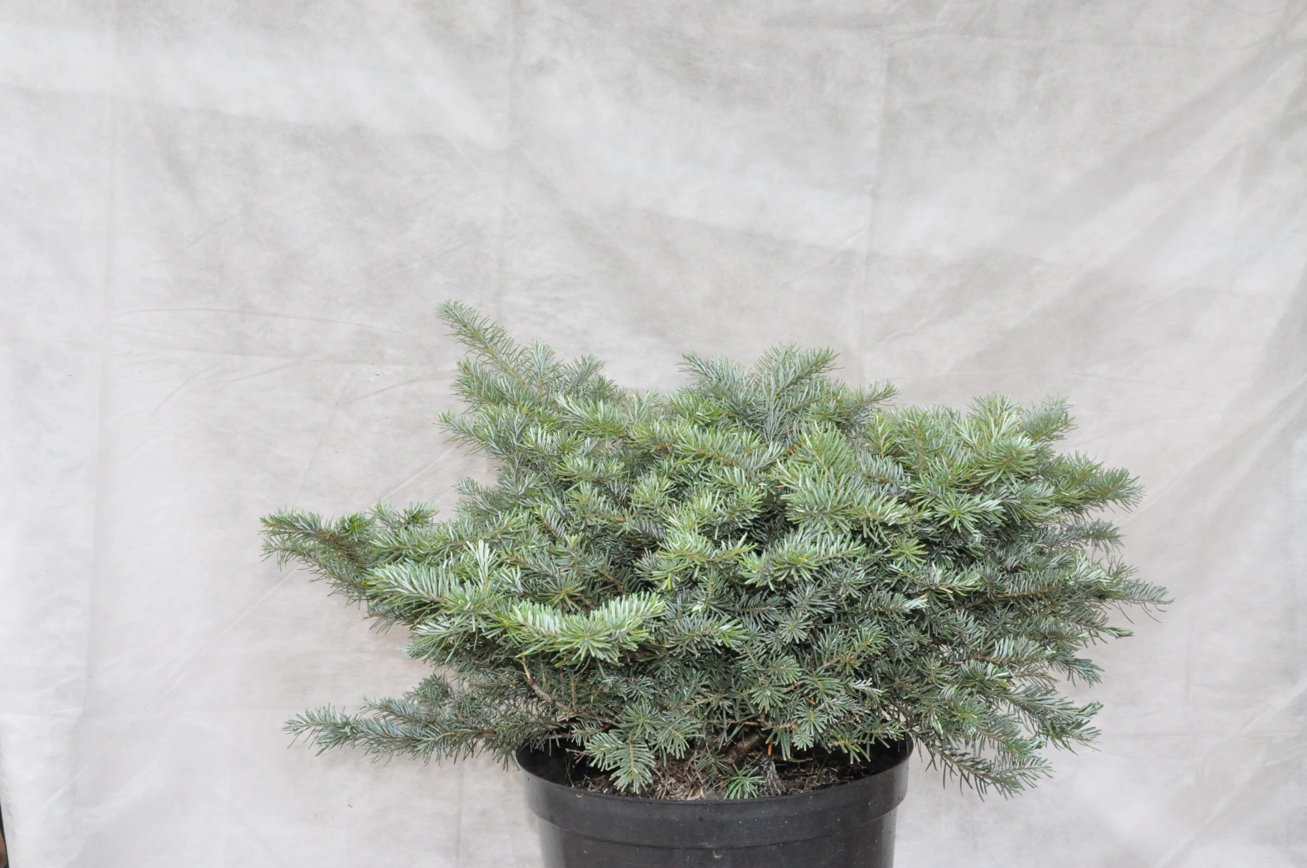 Abies koreana 'Dark Hill' (Jodła koreańska 'Dark Hill')