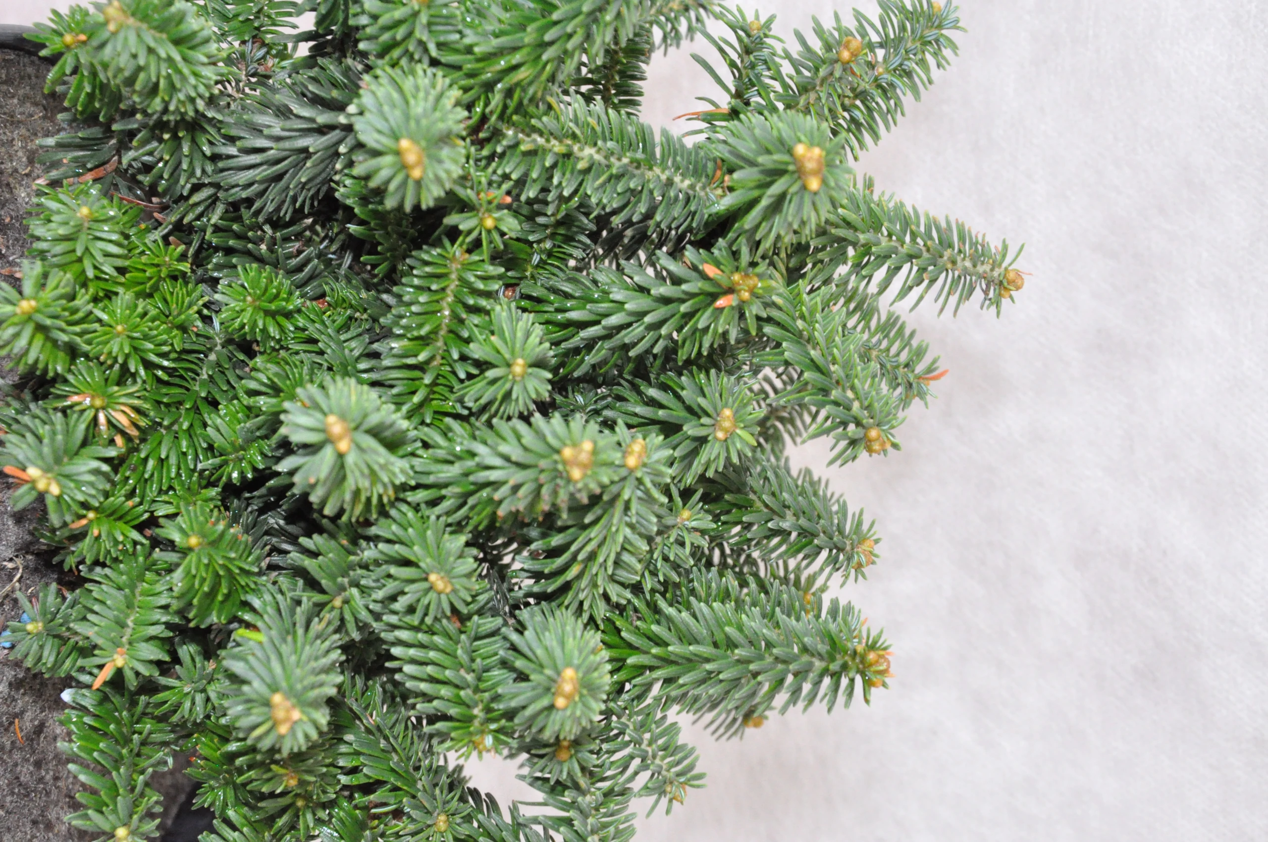 Abies balsamea 'Piccolo' (Jodła balsamiczna 'Piccolo')