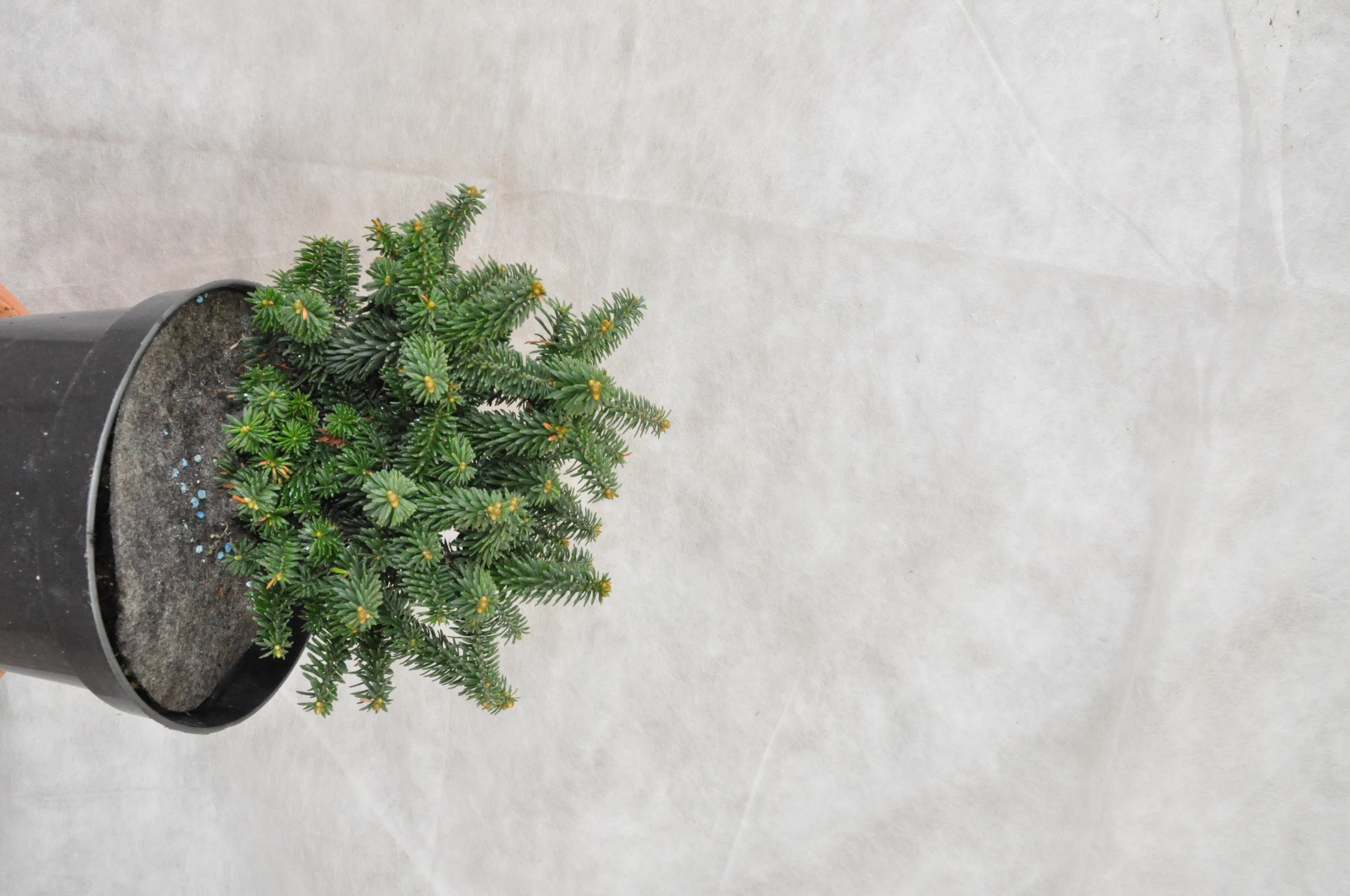 Abies balsamea 'Piccolo' (Jodła balsamiczna 'Piccolo')