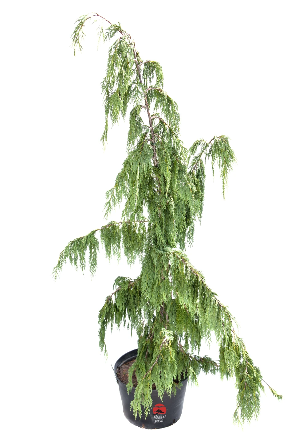 Chamaecyparis nootkatensis 'Variegata' (cyprysik nutkajski 'Variegata')