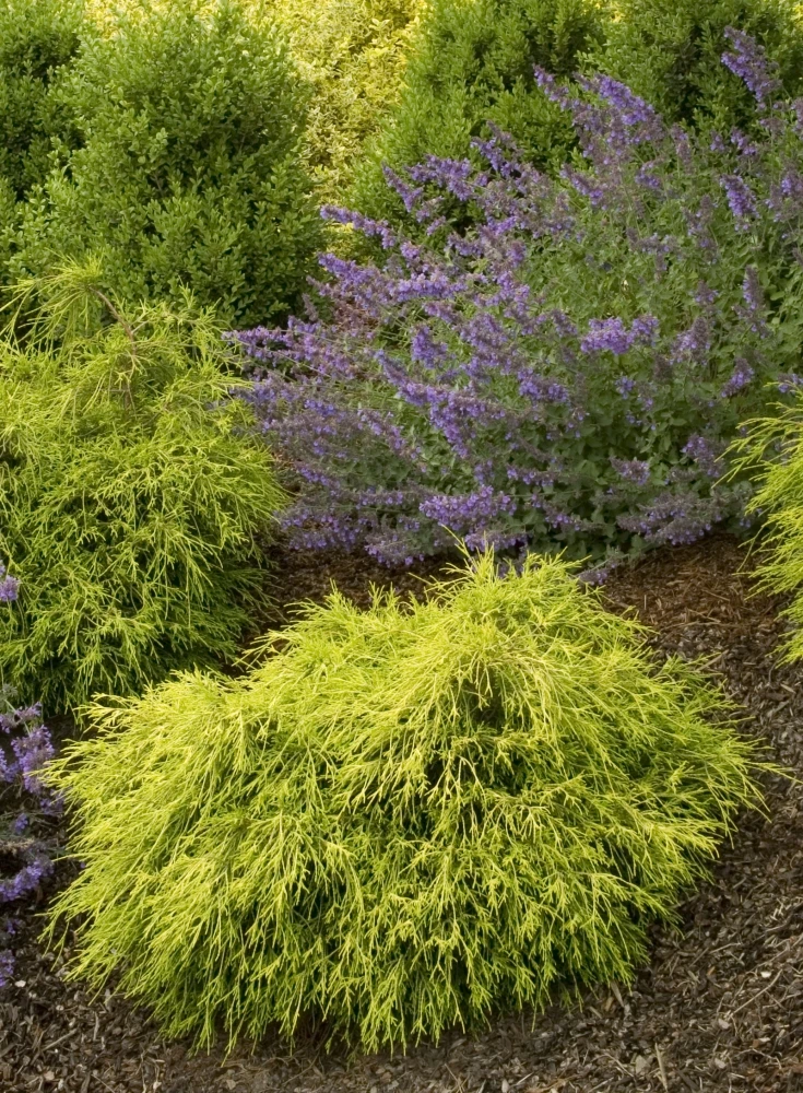 Chamaecyparis pisifera 'Plumosa' (Cyprysik groszkowy 'Plumosa')