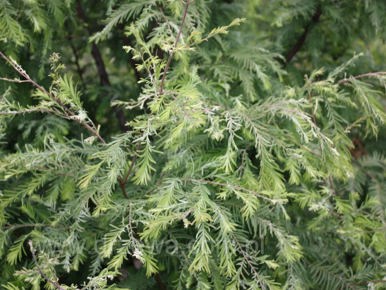 Metasequoia glyptostroboides GOLDRUSH 'White Spot' (Metasekwoja chińska 'White Spot')