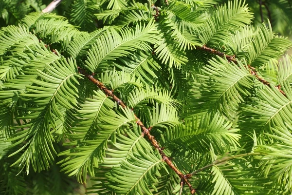Metasequoia glyptostroboides GOLDRUSH 'White Spot' (Metasekwoja chińska 'White Spot')