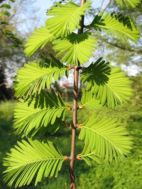 Metasequoia glyptostroboides GOLDRUSH 'Ogon' (Metasekwoja chińska 'Ogon')