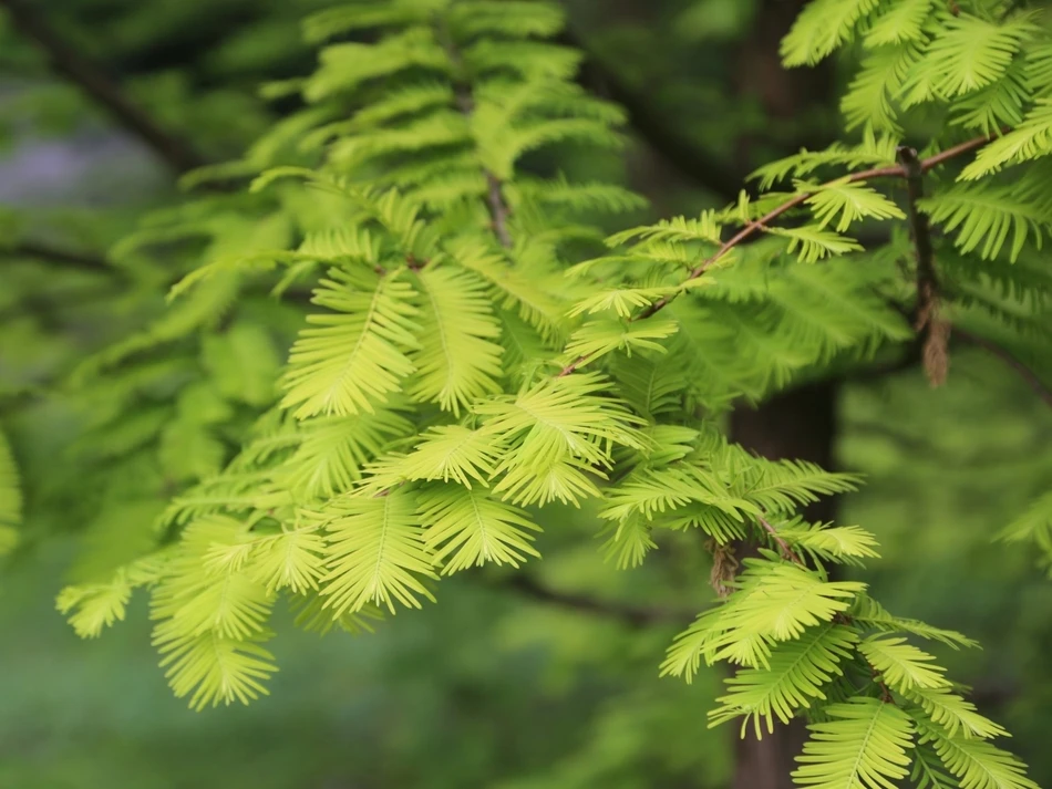 Metasequoia glyptostroboides GOLDRUSH 'Ogon' (Metasekwoja chińska 'Ogon')