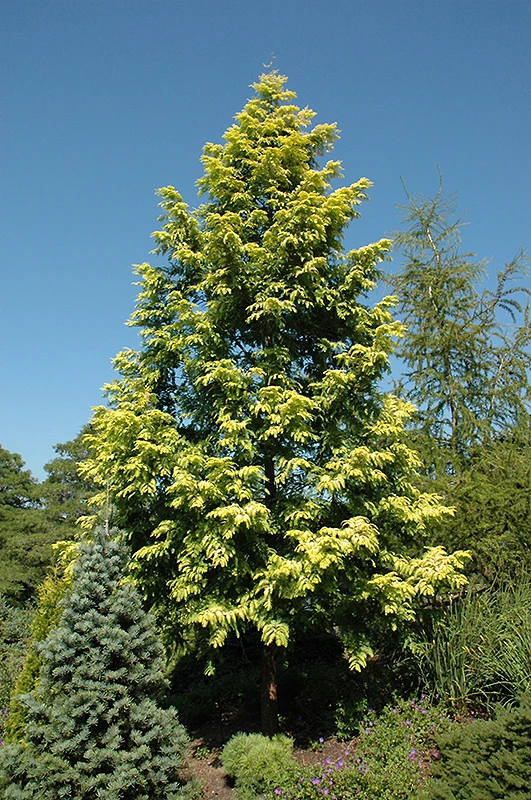 Metasequoia glyptostroboides GOLDRUSH 'Ogon' (Metasekwoja chińska 'Ogon')