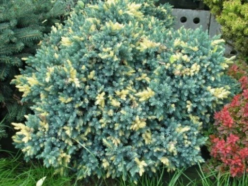 Juniperus squamata 'Floreant' (Jałowiec łuskowy 'Floreant')