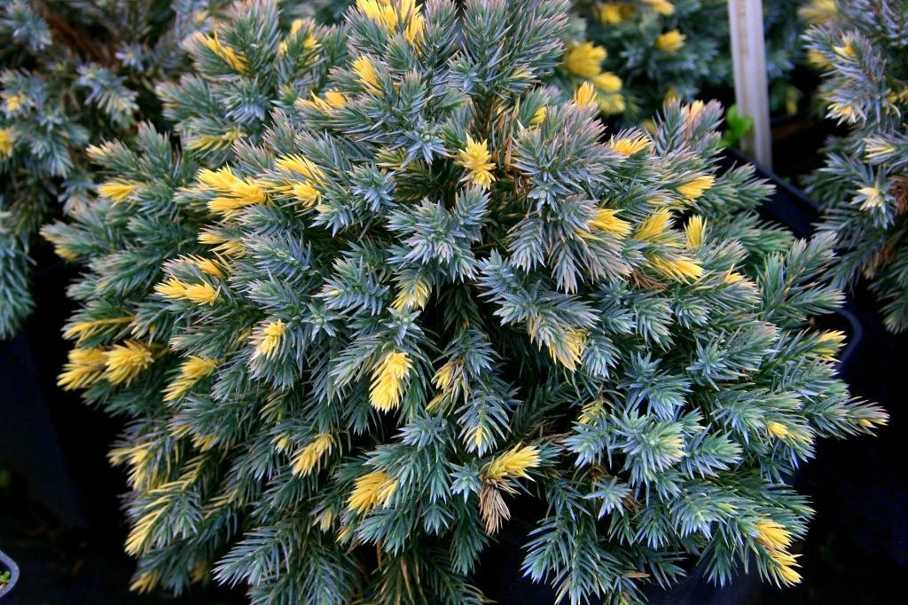 Juniperus squamata 'Floreant' (Jałowiec łuskowy 'Floreant')