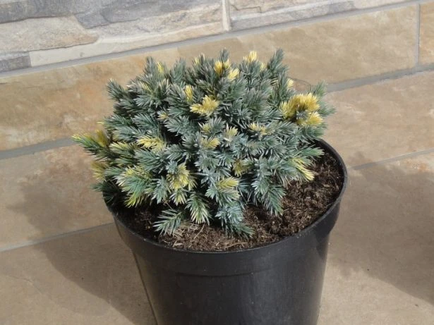 Juniperus squamata 'Floreant' (Jałowiec łuskowy 'Floreant')