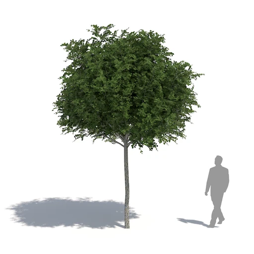 Robinia pseudoacacia 'Umbraculifera' (Robinia akacja biała 'Umbraculifera')