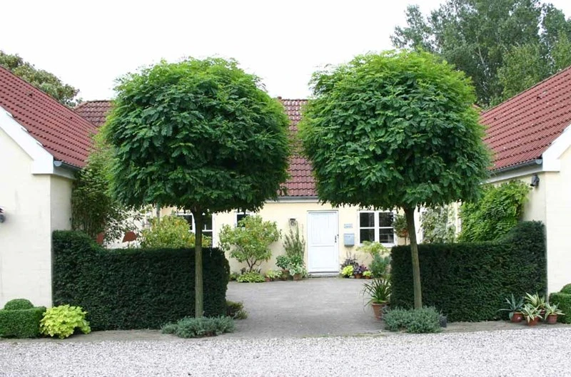 Robinia pseudoacacia 'Umbraculifera' (Robinia akacja biała 'Umbraculifera')