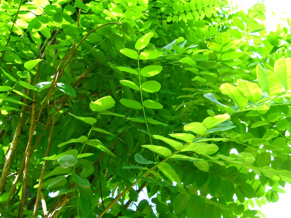 Robinia pseudoacacia 'Umbraculifera' (Robinia akacja biała 'Umbraculifera')