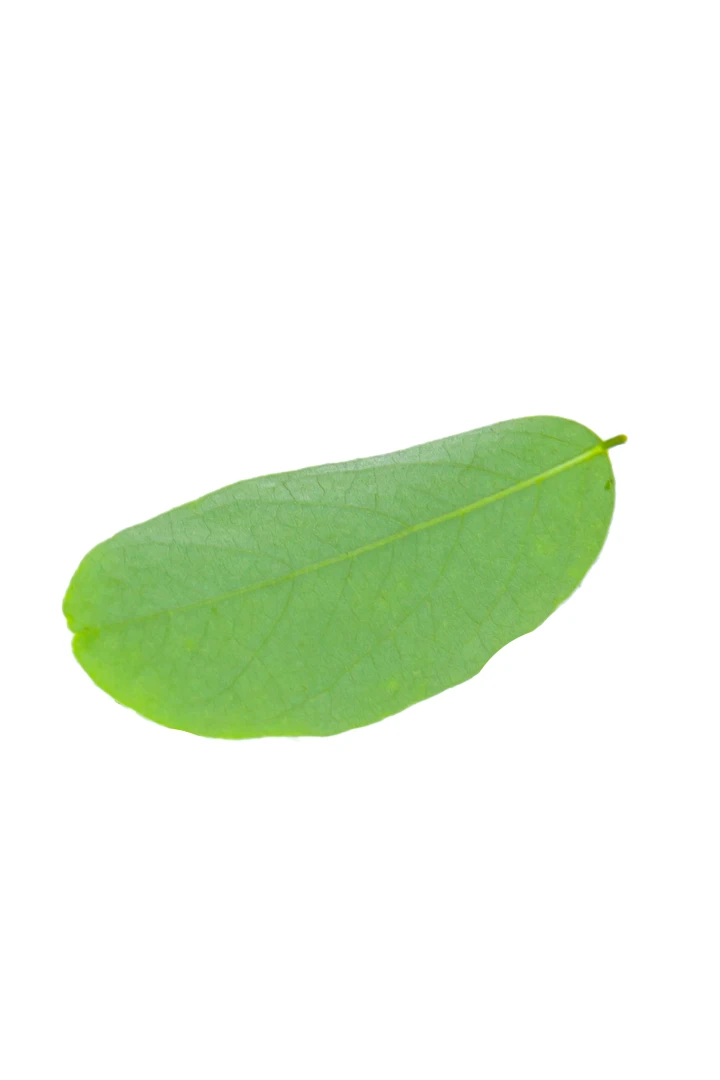Robinia pseudoacacia 'Umbraculifera' (Robinia akacja biała 'Umbraculifera')