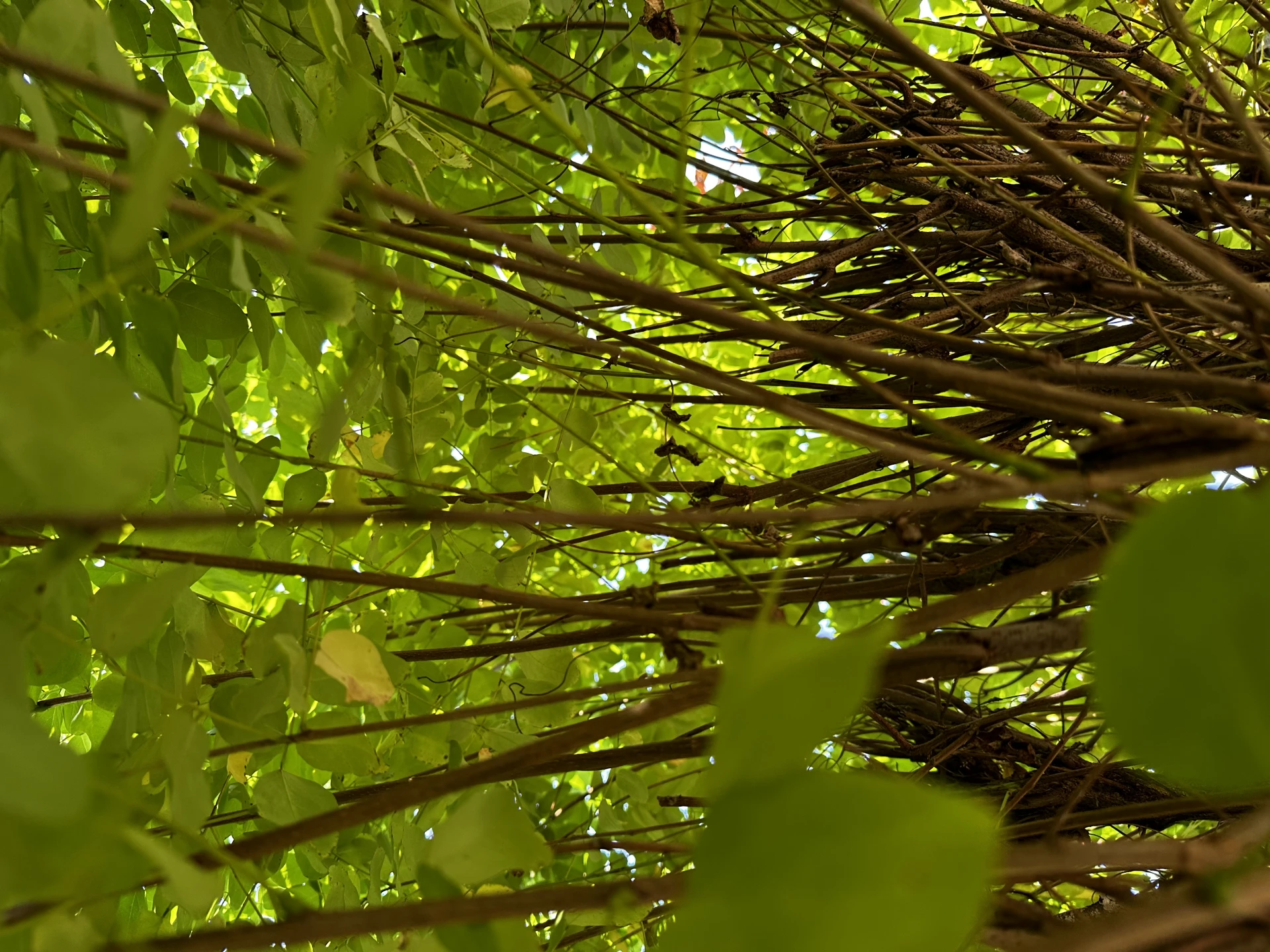 Robinia pseudoacacia 'Umbraculifera' (Robinia akacja biała 'Umbraculifera')