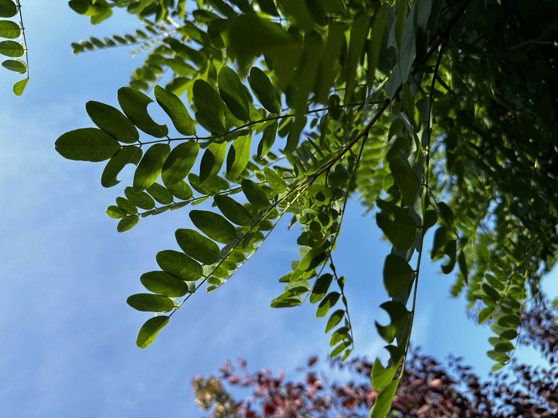 Robinia pseudoacacia 'Umbraculifera' (Robinia akacja biała 'Umbraculifera')
