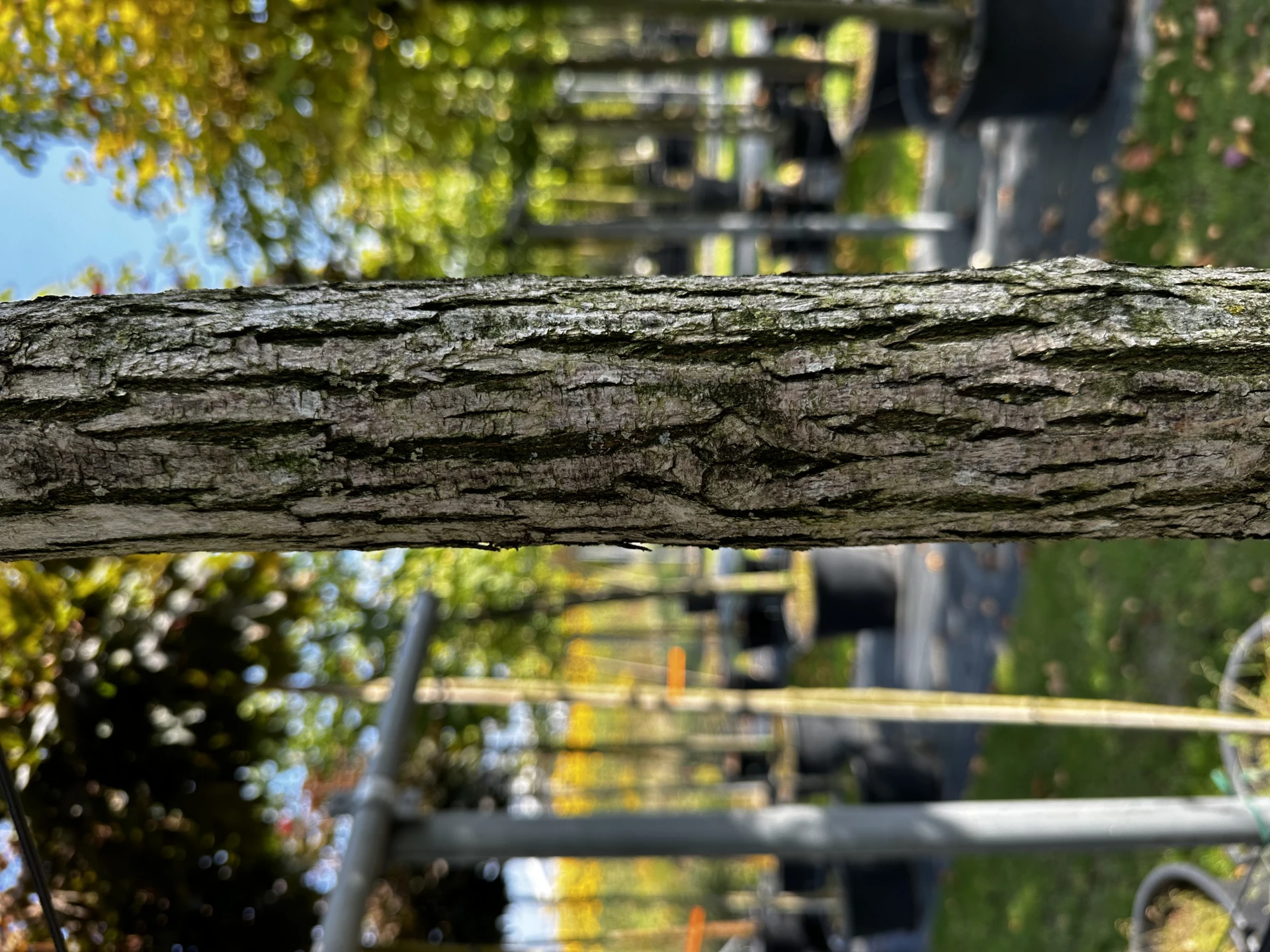 Robinia pseudoacacia 'Umbraculifera' (Robinia akacja biała 'Umbraculifera')