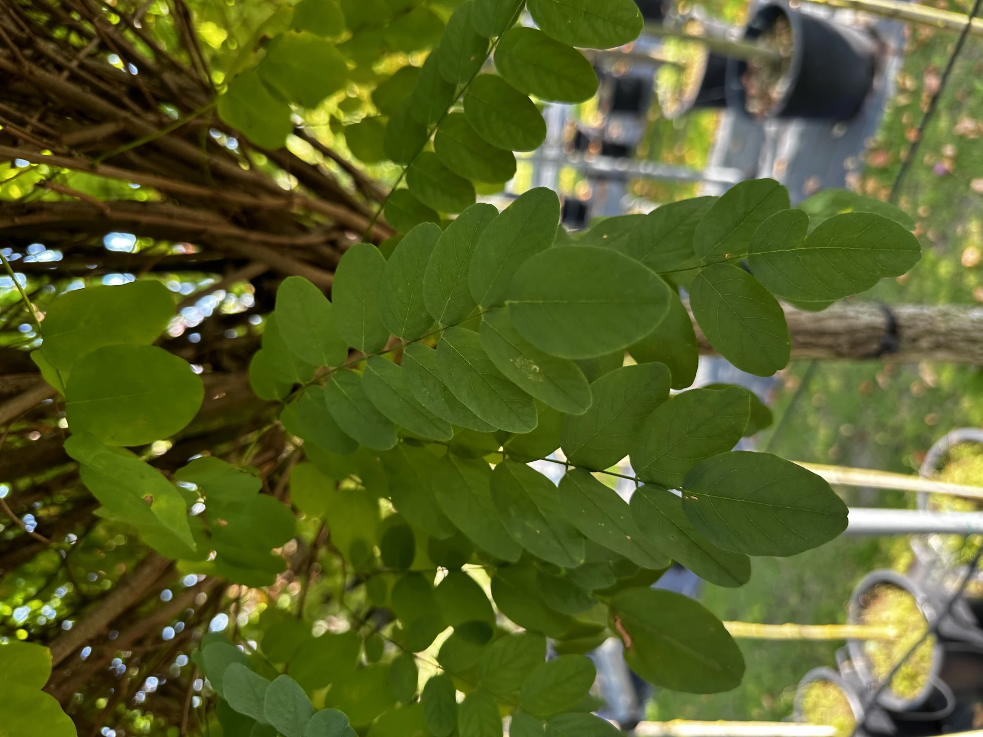 Robinia pseudoacacia 'Umbraculifera' (Robinia akacja biała 'Umbraculifera')