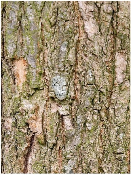 Robinia pseudoacacia 'Umbraculifera' (Robinia akacja biała 'Umbraculifera')
