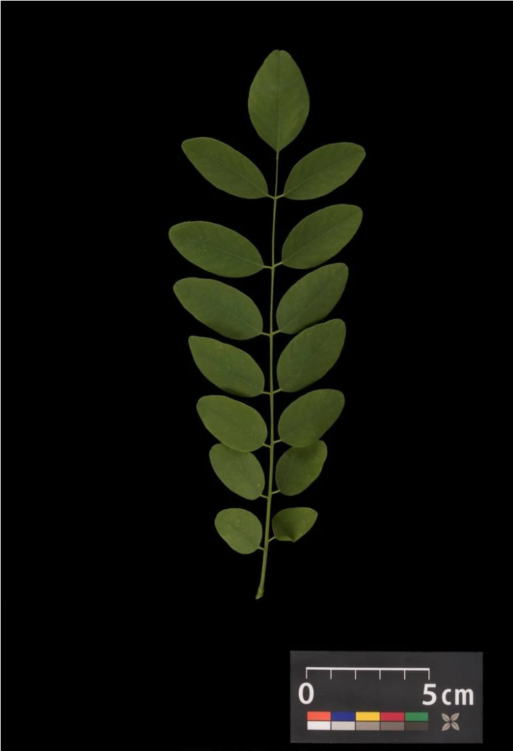 Robinia pseudoacacia 'Umbraculifera' (Robinia akacja biała 'Umbraculifera')