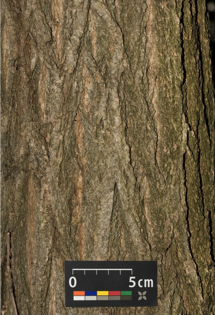 Robinia pseudoacacia 'Umbraculifera' (Robinia akacja biała 'Umbraculifera')