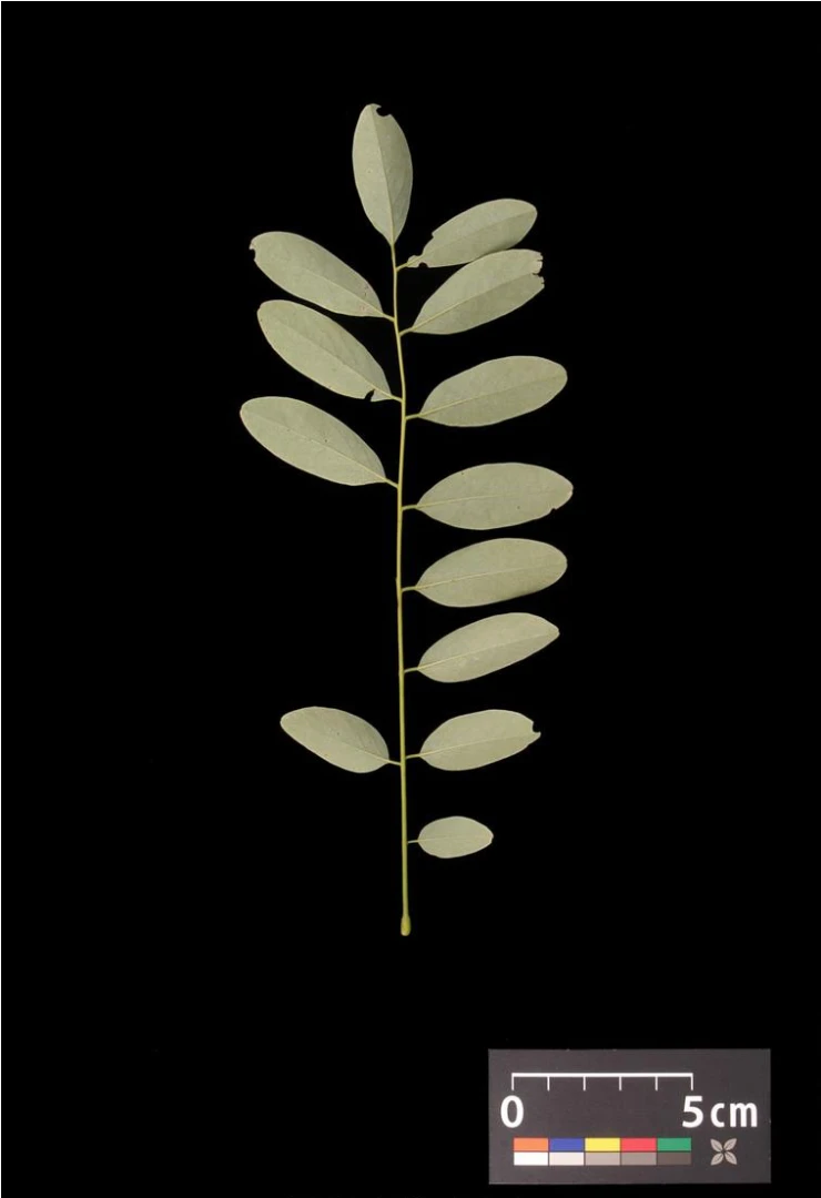 Robinia pseudoacacia 'Umbraculifera' (Robinia akacja biała 'Umbraculifera')