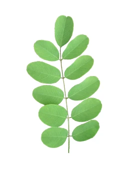 Robinia pseudoacacia 'Umbraculifera' (Robinia akacja biała 'Umbraculifera')